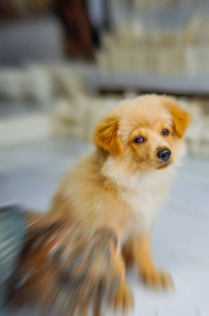 Brown Dog Looking close to pig doll. Abstract blur.の写真素材