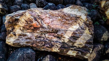 Wood fossil The wood is buried in the soil so long that it becomes a stone similar to the fossil of a dinosaur.の写真素材