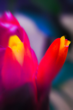 Wonderful flowers close-up. Abstract blur zoom.の写真素材