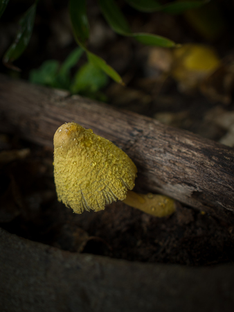 Strange yellow mushroom Pop up After rain sprinkled the ground moist. Potted plants. Abstract close-up short.の写真素材