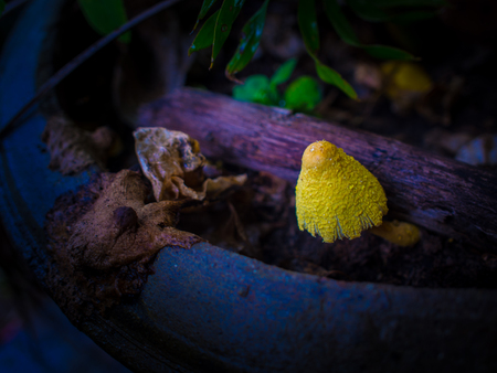 Strange yellow mushroom Pop up After rain sprinkled the ground moist. Potted plants. Abstract close-up short.の写真素材
