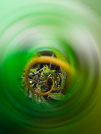 Strange yellow mushroom Pop up After rain sprinkled the ground moist. Potted plants. Abstract...
