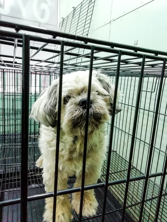 Dogs in the cage preparing to wait for the hair in the animal care and bathing.の写真素材