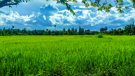 Green rice paddies on the road in wide sunny areas, hot daylight, bright sky.の写真素材