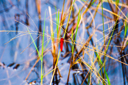 Red dragonfly on grassland grass in the swamp of the road.の写真素材