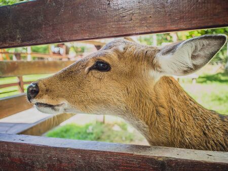 Deer in the zoo Waiting for food. Poor eyes. Taken at close range.の写真素材