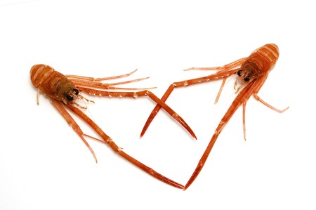 prawns heartの写真素材