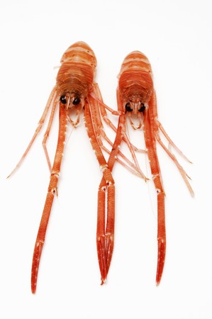 two prawns loversの写真素材