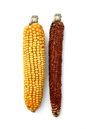 corn