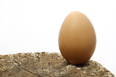 egg