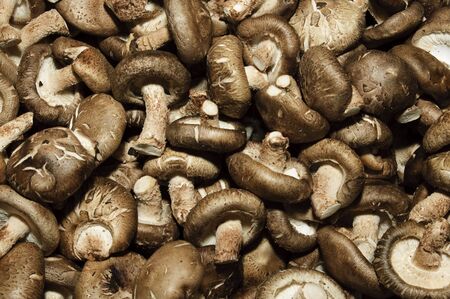 mushroomsの写真素材