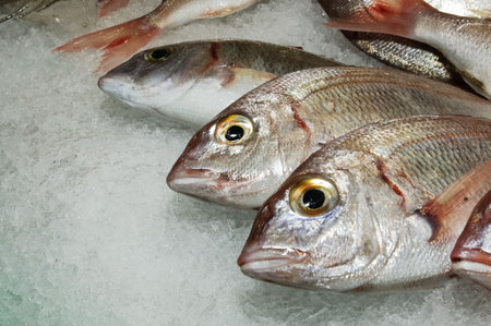  gilt-head bream