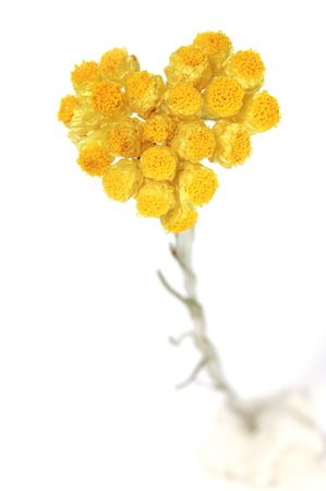 flowers heartの写真素材