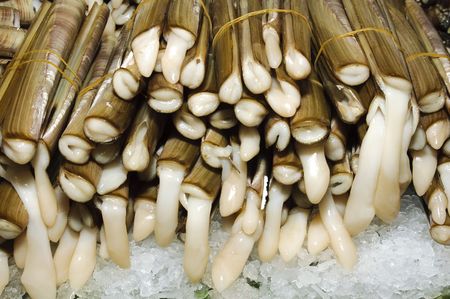 European razor clamの写真素材