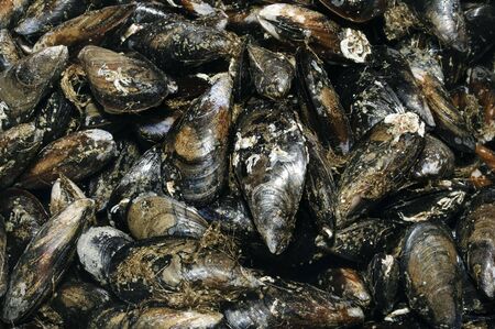 musselsの写真素材