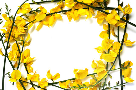 flowers frame