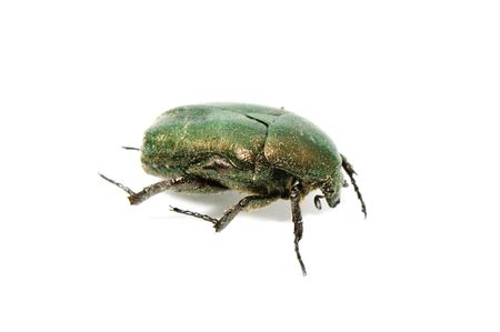 green beetleの写真素材