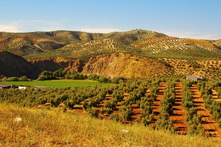 olive treesの写真素材