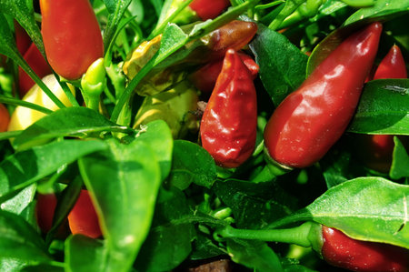 red peppers