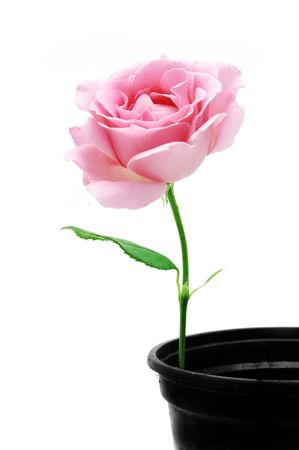 pink roseの写真素材