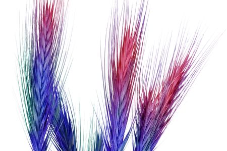 wheat earの写真素材