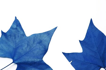 blue leavesの写真素材