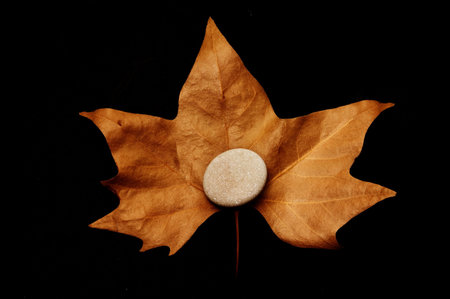 stone and leafの写真素材