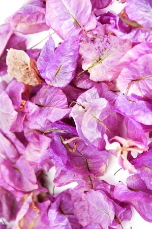 Bougainville pink flower on a white backgroundの写真素材