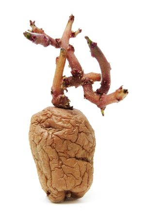 a grilled potato on a white backgroundの写真素材