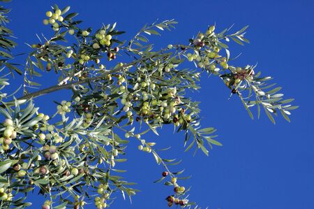 Olive tree branches with fruits in the fieldの写真素材