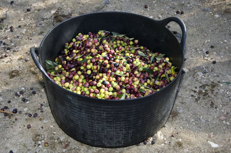 collection of green olive trees in crop fieldsの写真素材