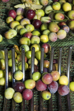 collection of green olive trees in crop fieldsの写真素材