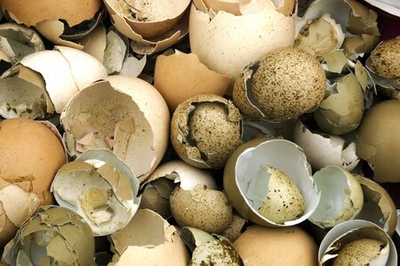 Broken egg shells of different sizes on a backgroundの写真素材