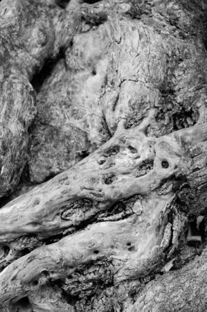 a roots background in black and whiteの写真素材