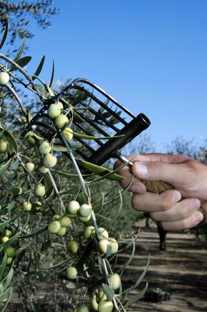 collection of green olive trees in crop fieldsの写真素材
