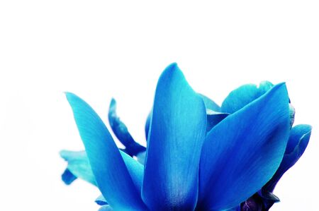 isolated blue petals on a  white backgroundの写真素材