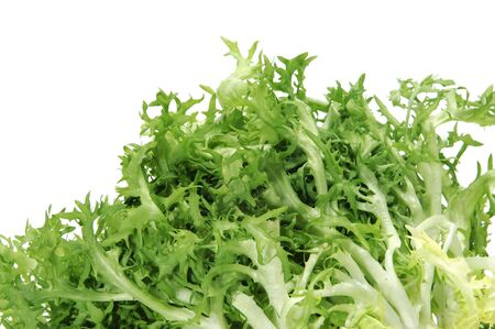 closeup of an escarole endive isolated on a white backgroundの写真素材