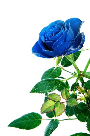 a  blue rose isolated on a white backgroundの写真素材