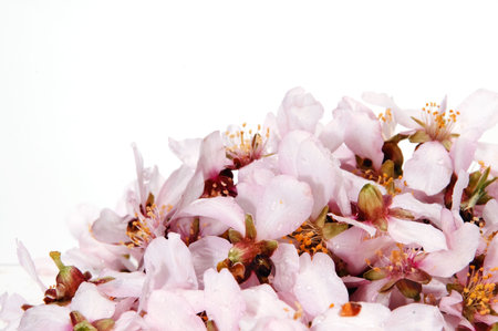  almond blossom isolated on a white backgroundの写真素材