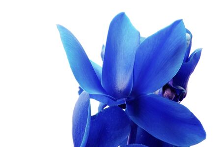 foreground of a blue flower on a white backgroundの写真素材