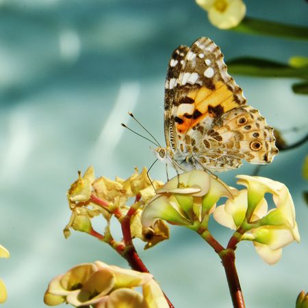 a colored butterfly in the flowers on a blue backgroundの写真素材