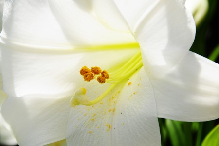 closeup of an open white lily flowerの写真素材