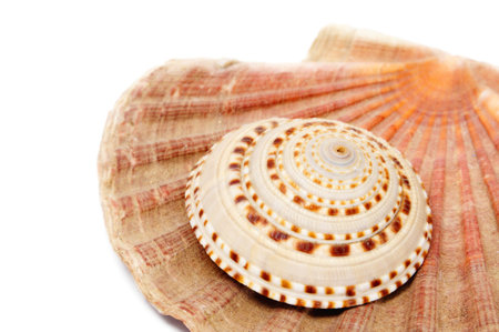 some seashells isolated on a white background