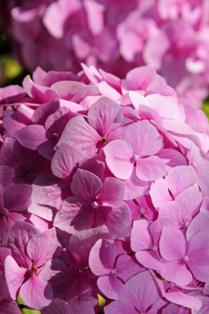 closeup of pink geranium flowers in a garden