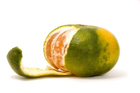 closeup of a tangerine isolated on a white backgroundの写真素材