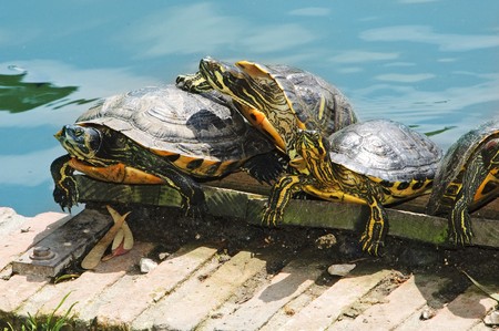 some turtles lying in the shore of a pondの写真素材