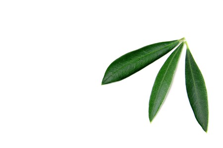some olive tree leaves isolated on a white backgroundの写真素材