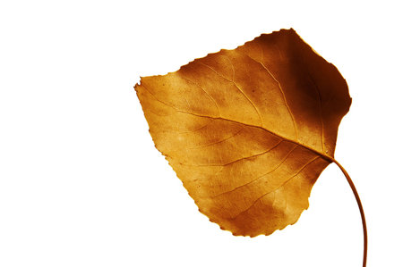a autumn leaf isolated on a white backgroundの写真素材