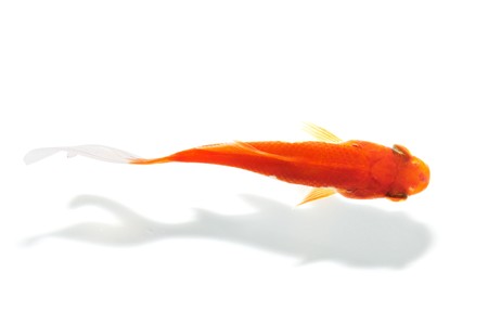 a goldfish swimming in clear water over a white backgroundの写真素材