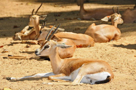 closeup of some blesboks in the zooの写真素材